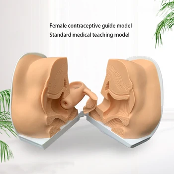 נקבה התקן למניעת הריון הוראות התקנה דגם הרחם השחלות איבר הרבייה אנטומי דגם עזרי הוראה